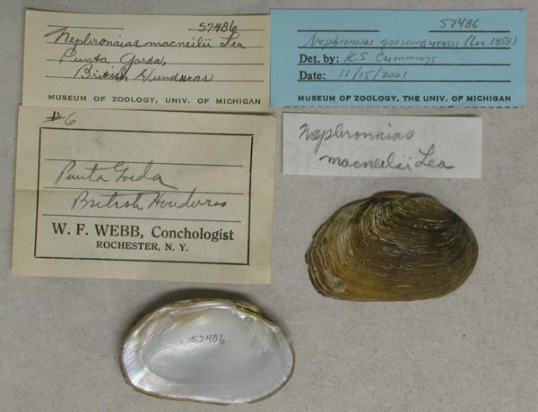 specimen