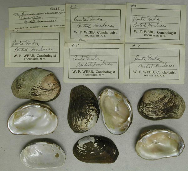 specimen