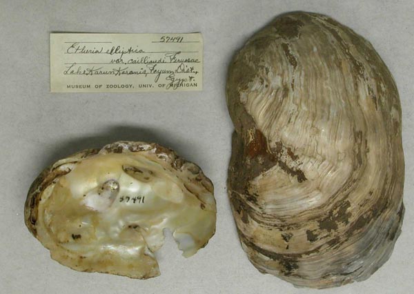 specimen