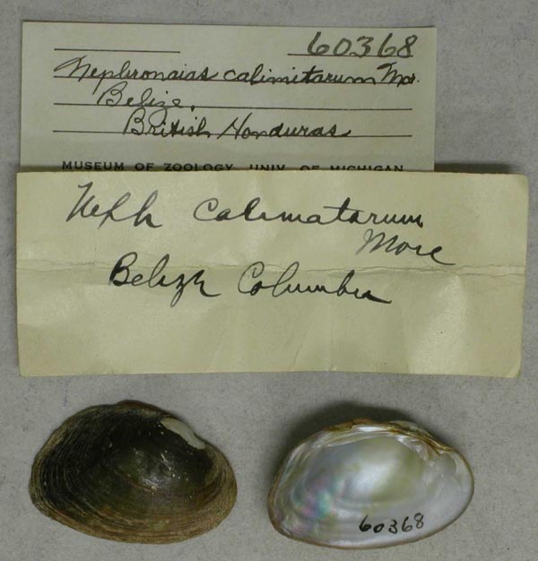 specimen