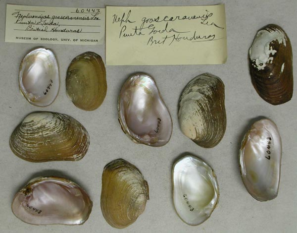 specimen