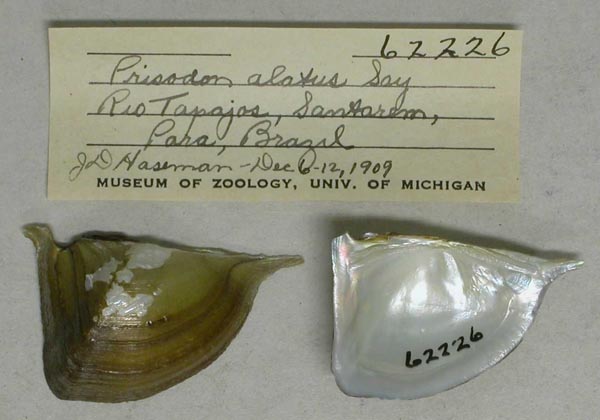 specimen