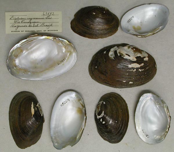 specimen