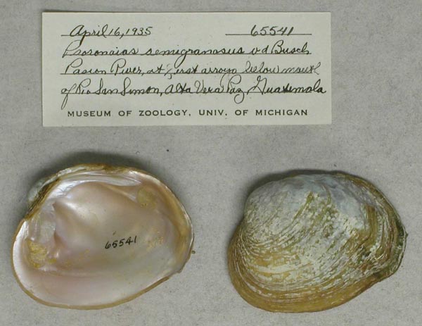 specimen