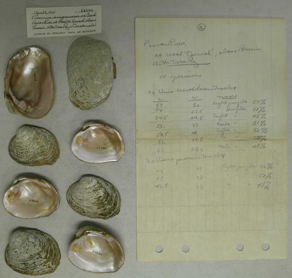specimen
