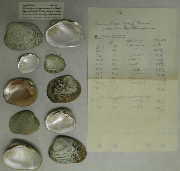 specimen
