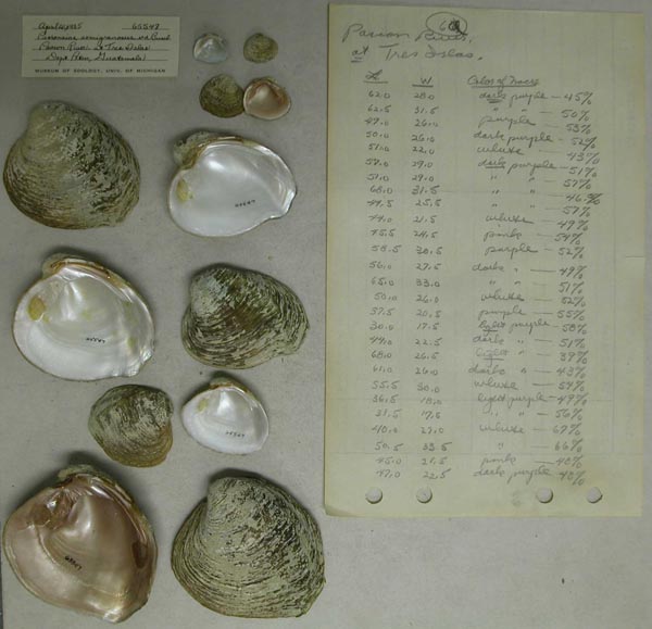 specimen