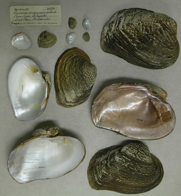 specimen