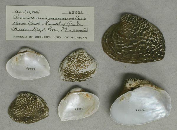 specimen