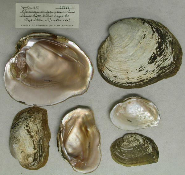 specimen