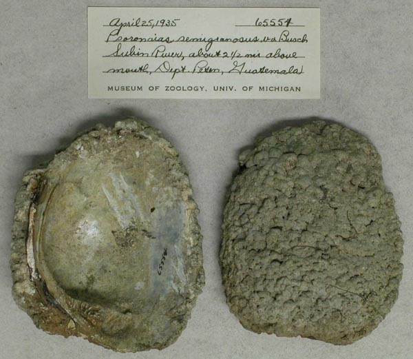specimen