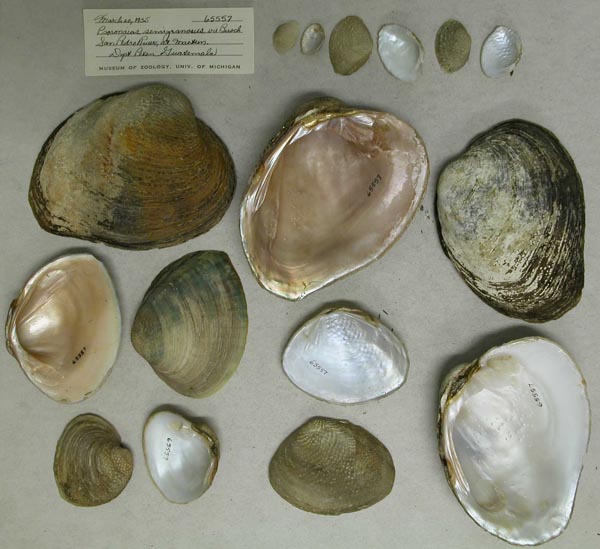 specimen