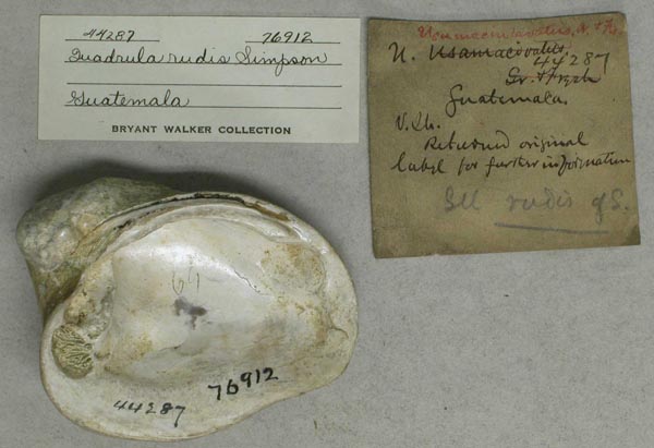 specimen