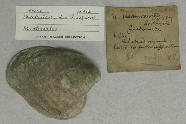specimen