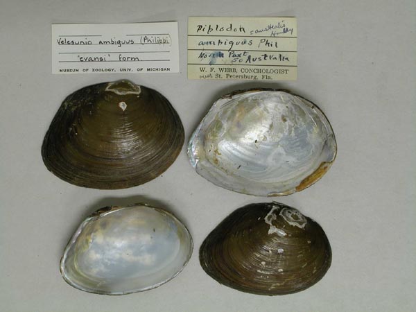 specimen