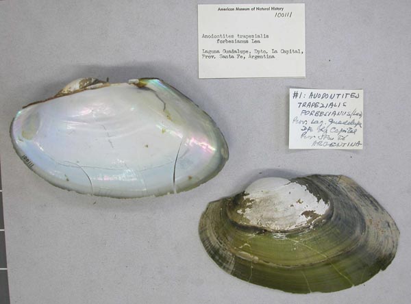 specimen
