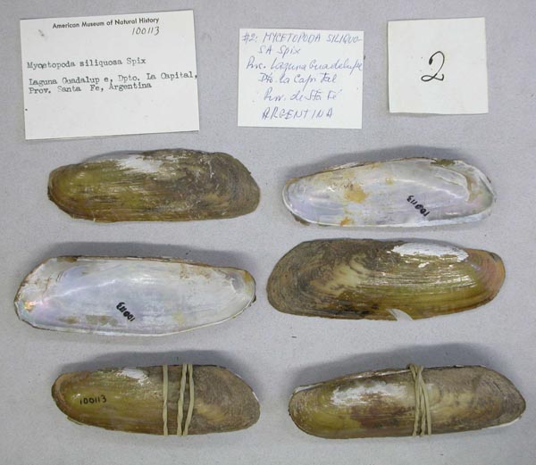 specimen