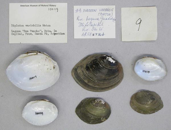 specimen