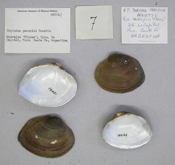 specimen