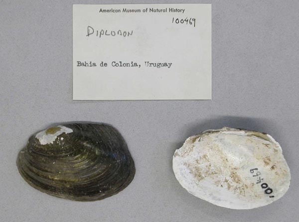 image of lot AMNH_100469 image of lot AMNH_100469