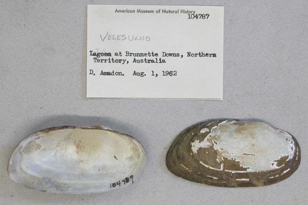 specimen
