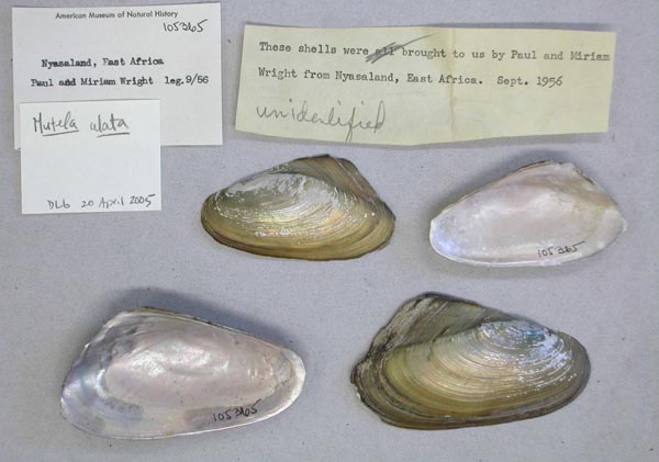 specimen