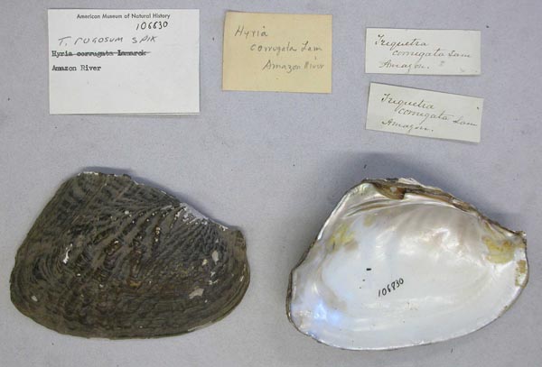 specimen