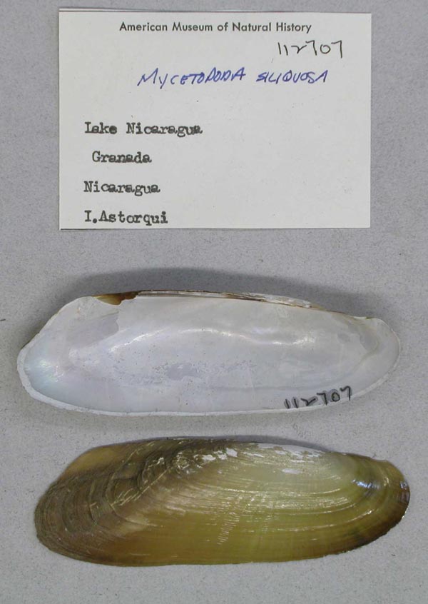 specimen