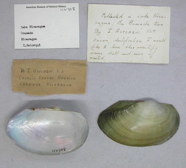 specimen