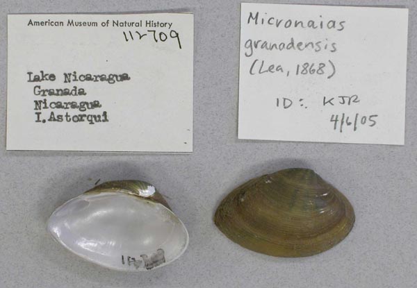 specimen