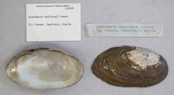 image of lot AMNH_113455 image of lot AMNH_113455