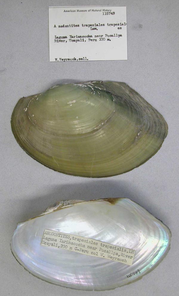 specimen