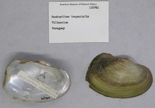 specimen