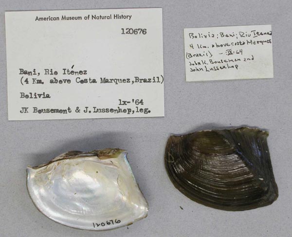 specimen