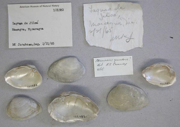 specimen