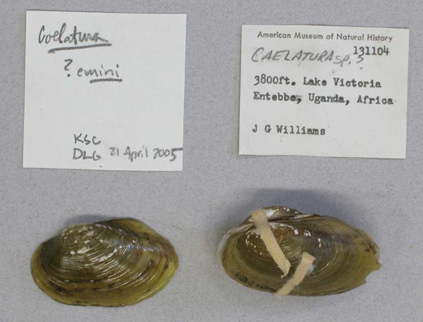 specimen
