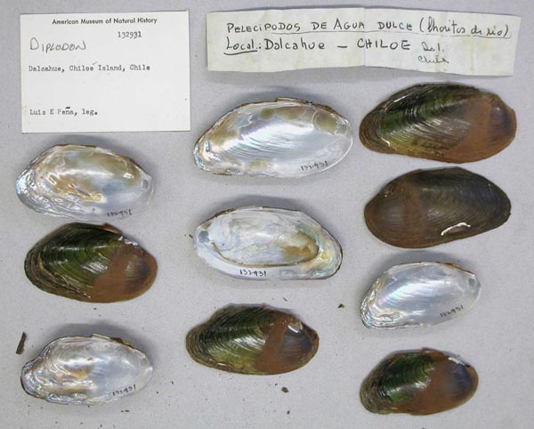 specimen