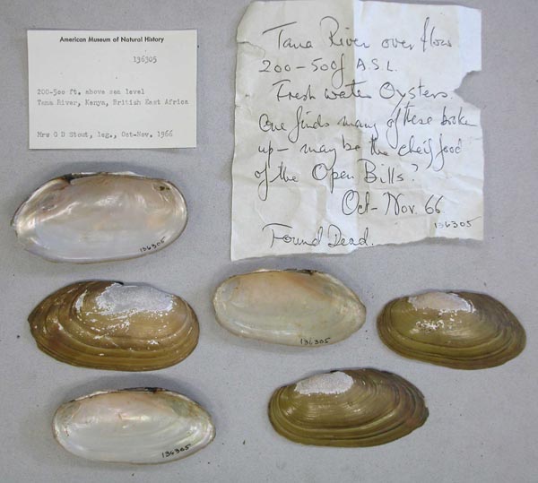 specimen