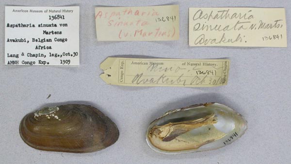 specimen