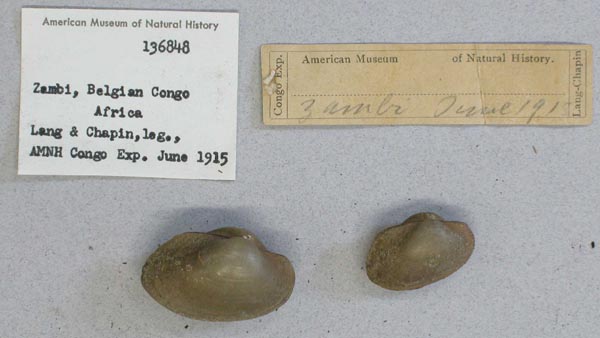 image of lot AMNH_136848 image of lot AMNH_136848