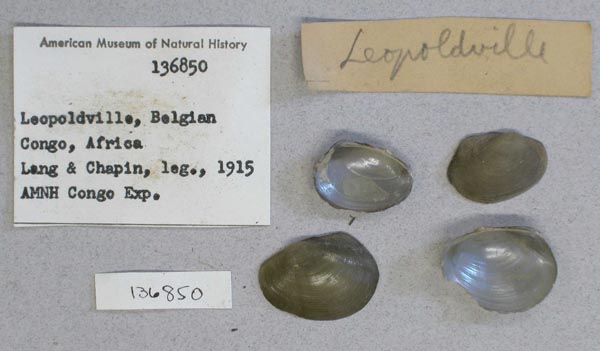 specimen