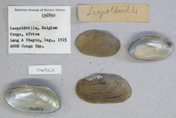 image of lot AMNH_136850_2 image of lot AMNH_136850_2