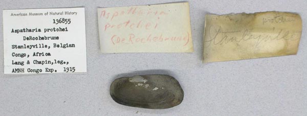 specimen