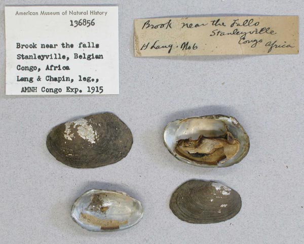 specimen