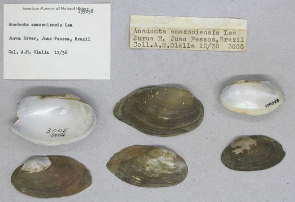 specimen