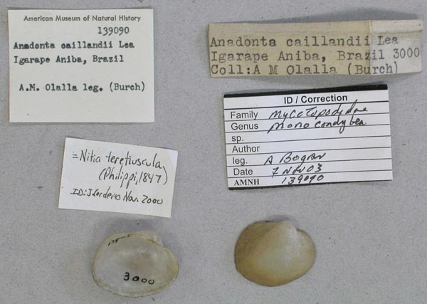 specimen