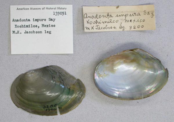 specimen