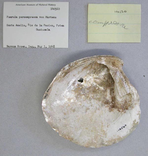 specimen