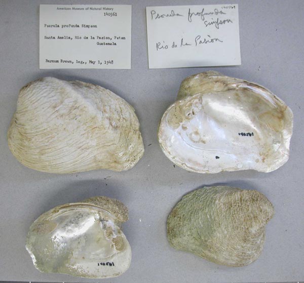 specimen
