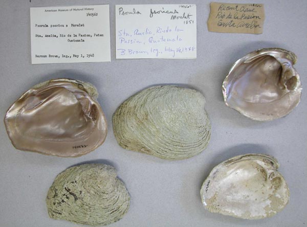 specimen